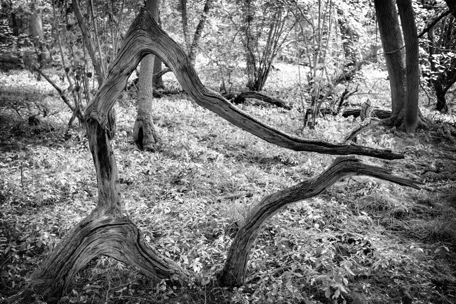A natural tree sculpture in black and white at Hayley Wood Nature Reserve