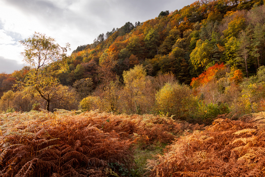 Autumn colours line cloak the valley near Pontneddfechan