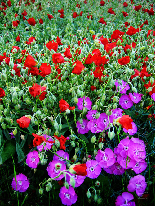 Bright flowers fill the frame