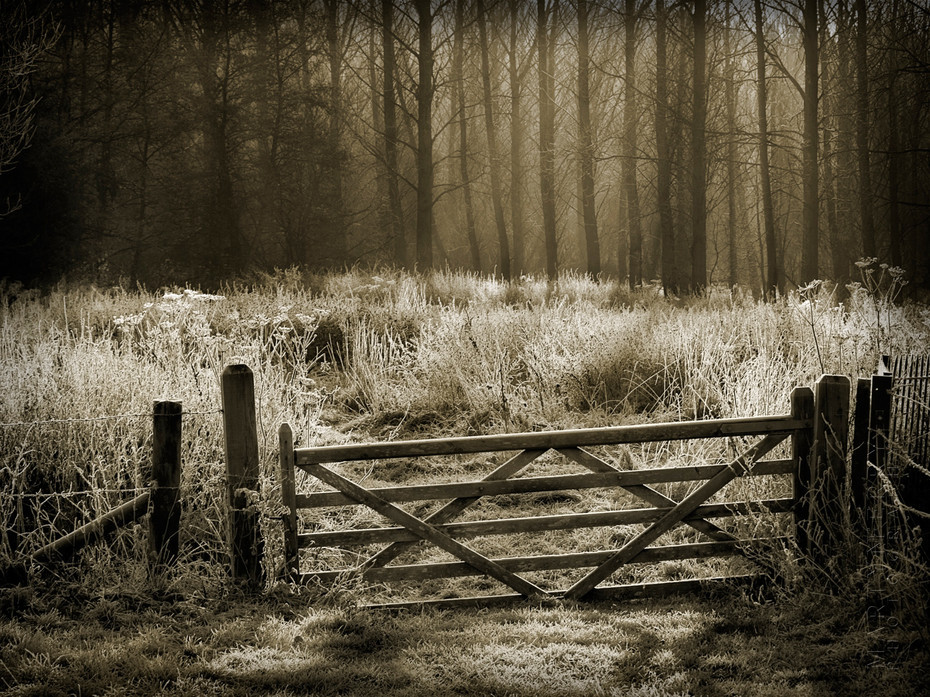 Beautiful winter photograph of a gate and trees covered in frost