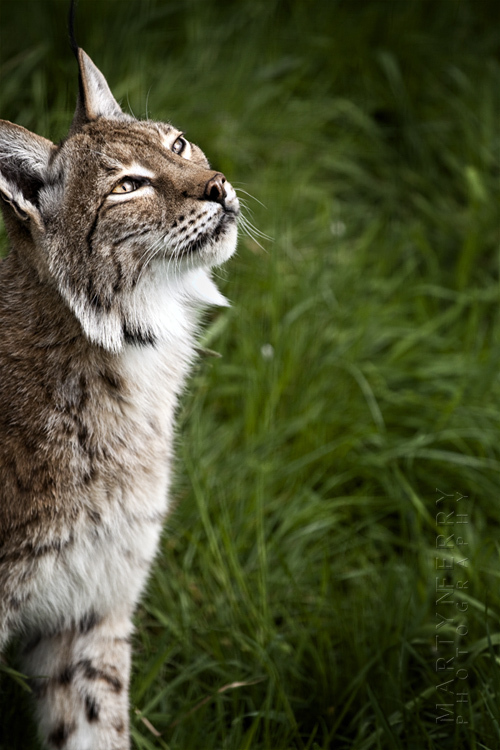 Eurasian lynx looks up to the sunlight