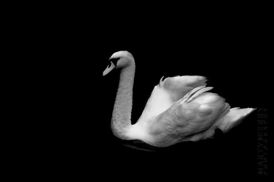 Peaceful photo of a beautiful white swan on a black lake
