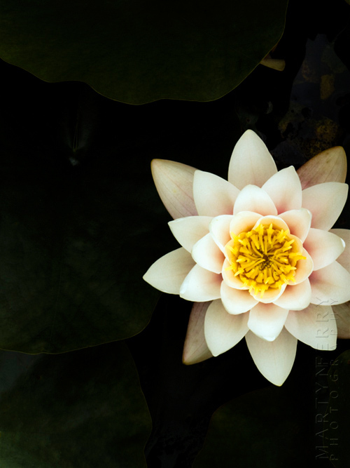 White lily floats on a dark pond
