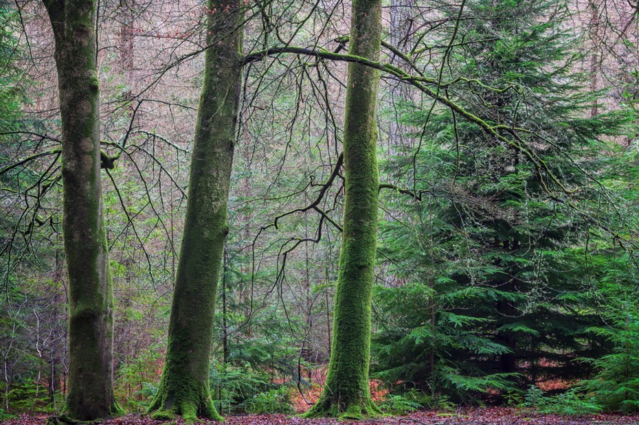 Moss covered trees under soft light in the New Forest