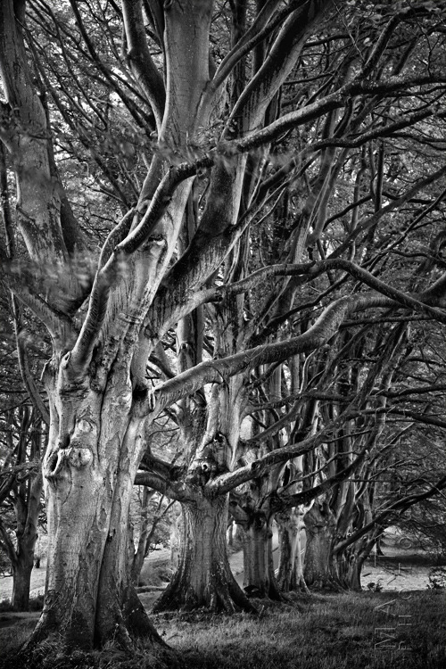 Elegant black and white photograph of ancient trees at Kingston Lacy