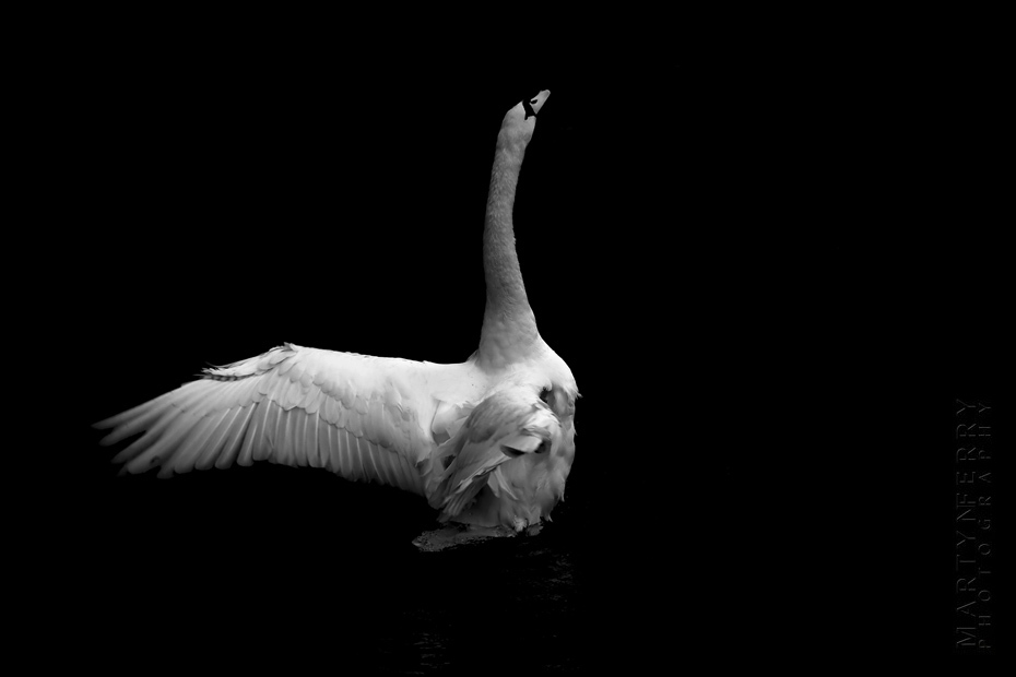 Beautiful image of white swan stretching his wings