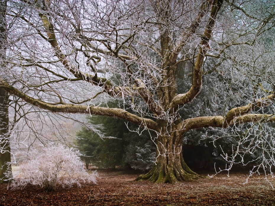 Striking image of giant tree covered in frost