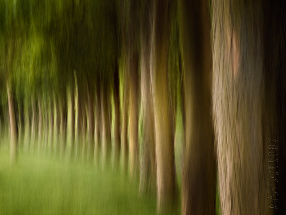Stunning view of a tree line in movement