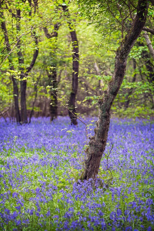 Spring green leaves over a carpet of bluebells at Brampton Wood