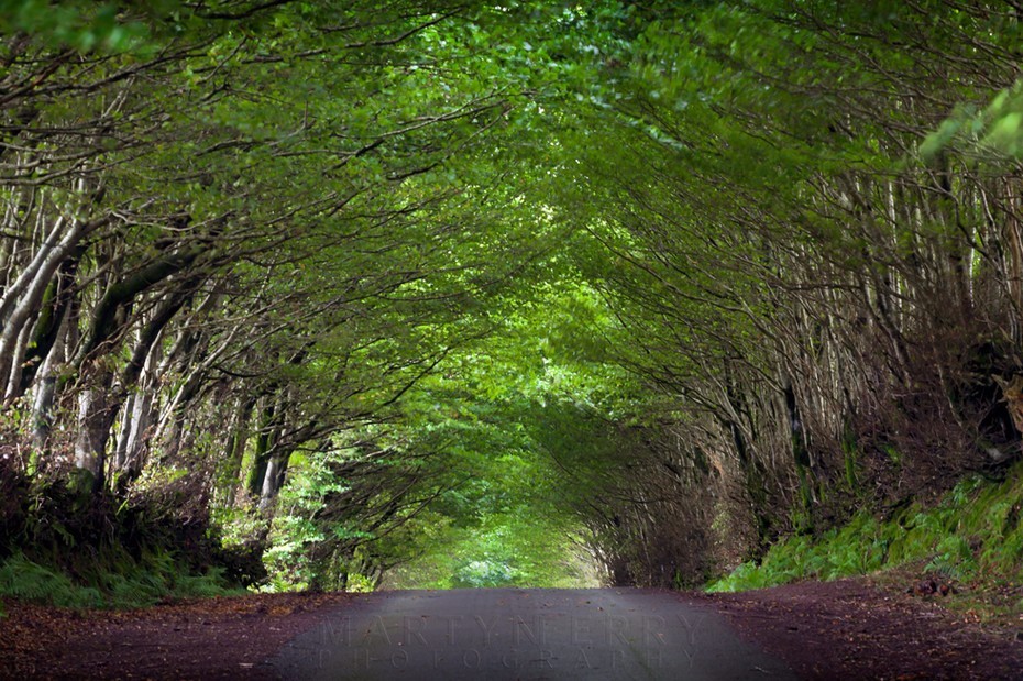 Exmoor lane rises up beneath a canopy of trees