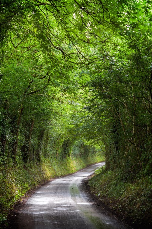 A little winding lane beneath trees in Exmoor