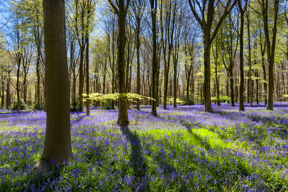 West Woods bluebells and trees