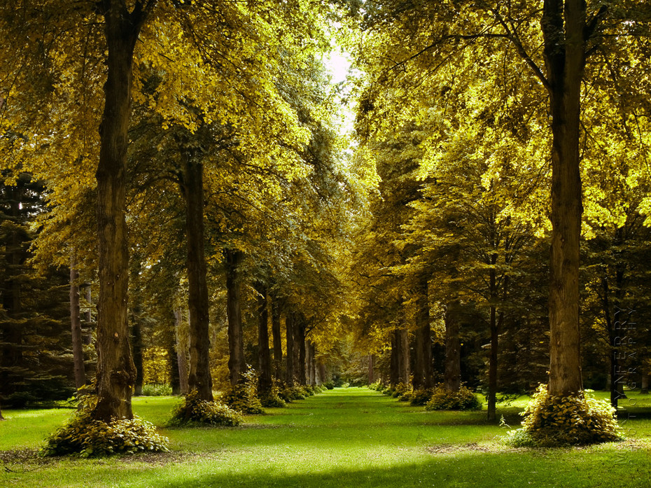 Stunning autumn image of a huge row of lime trees