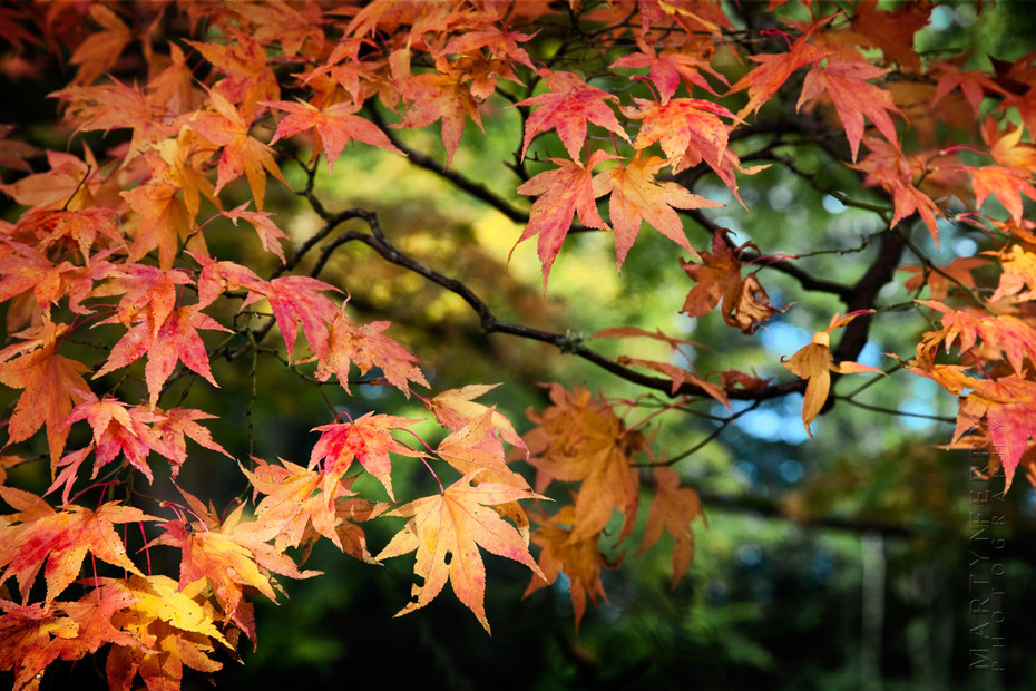 Stunning autumn colours on a Japanese Maple