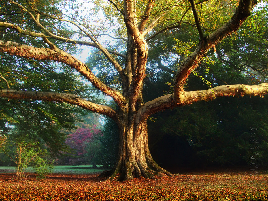 Beautiful warm image of Westonbirt Arboretum tree