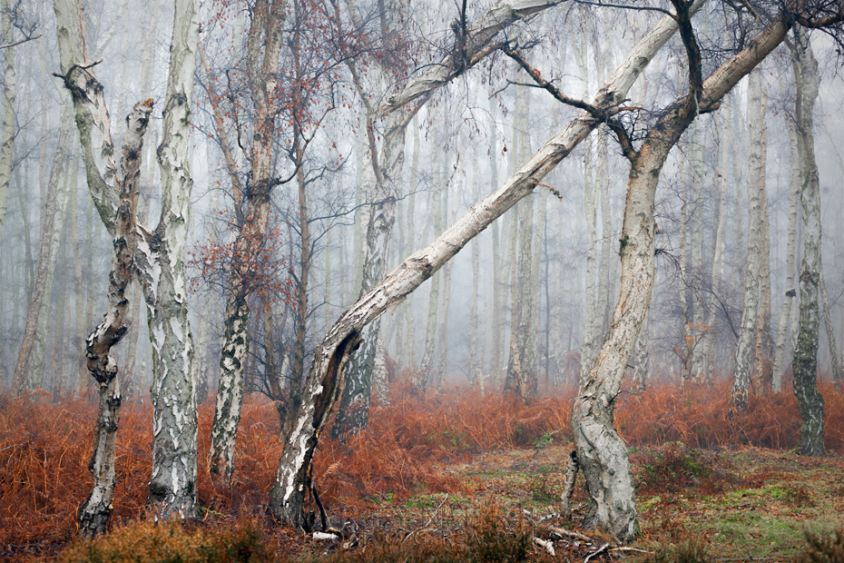 Line of silver birch trees in winter at Holme Fen