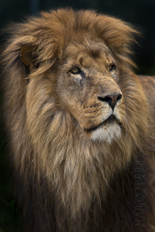 Majestic portrait of a male lion