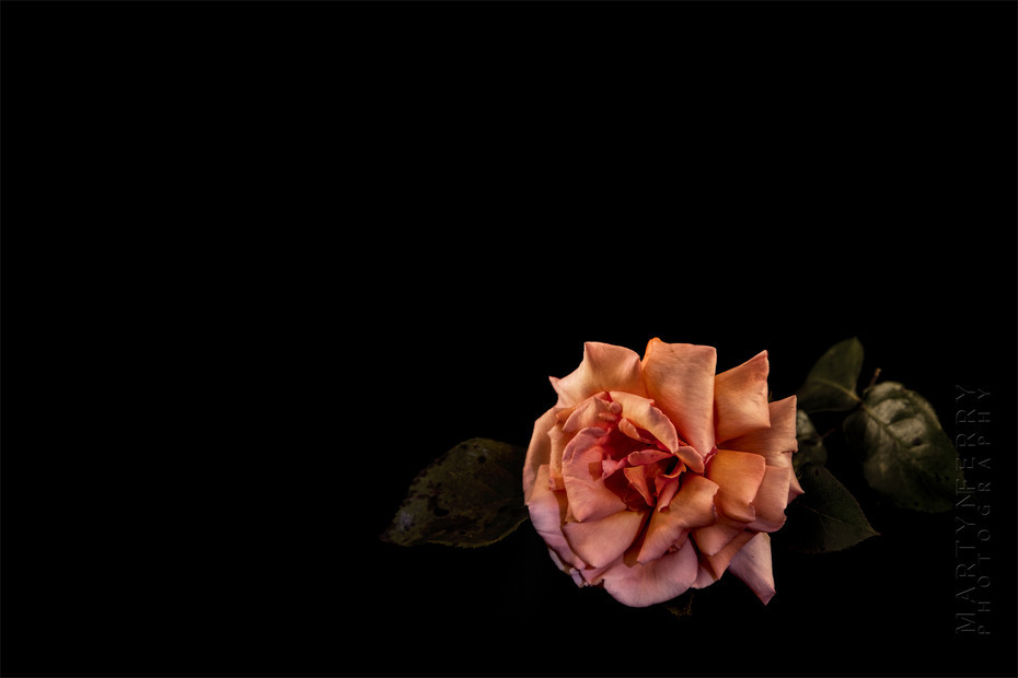 Fine art flower photography of a pink rose