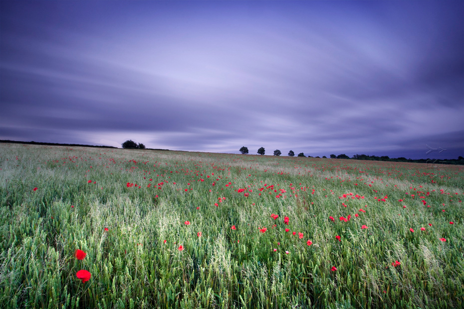 Image of a Cotswold poppy field under clouds moving across the sky