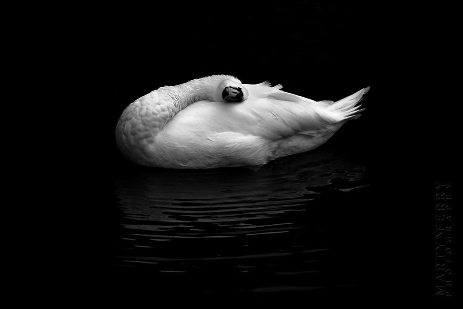 Striking fine art photo of white swan on black water