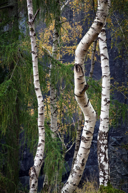 Beautiful silver birch trunks