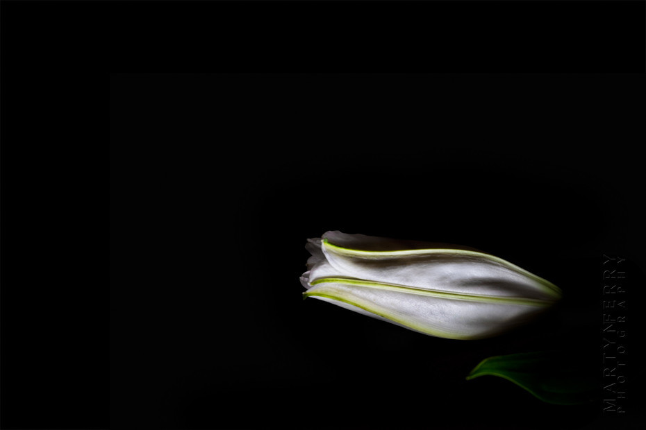 Fine art flower photography of a white lilly