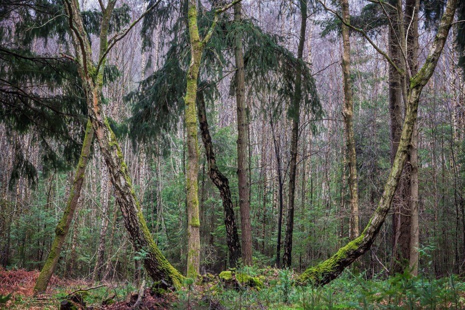 Atmospheric image of curved trees in the New Forest
