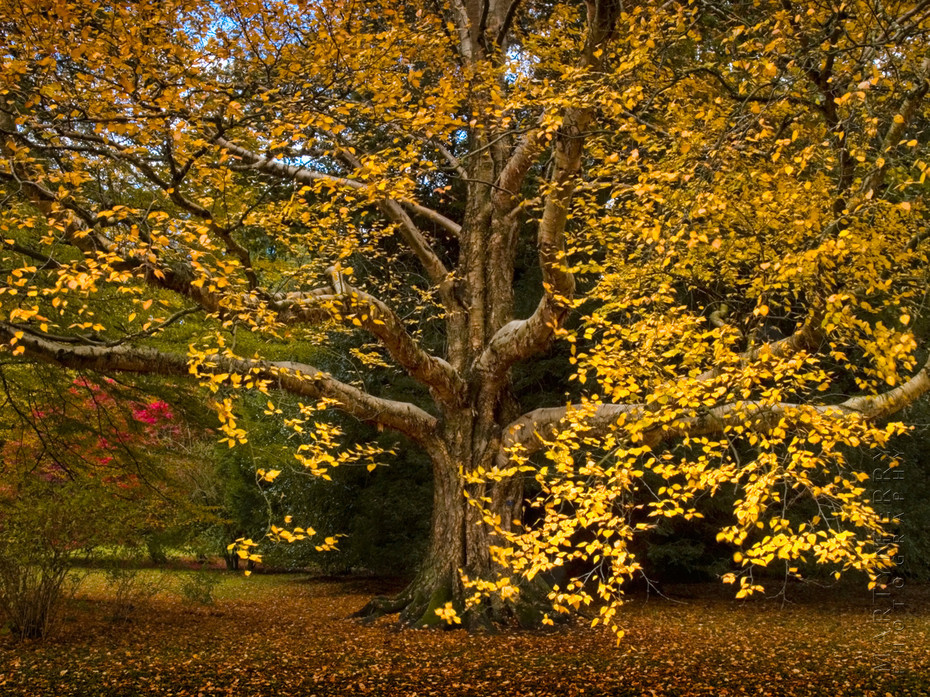 Stunning autumn colour on Betula Ermanii