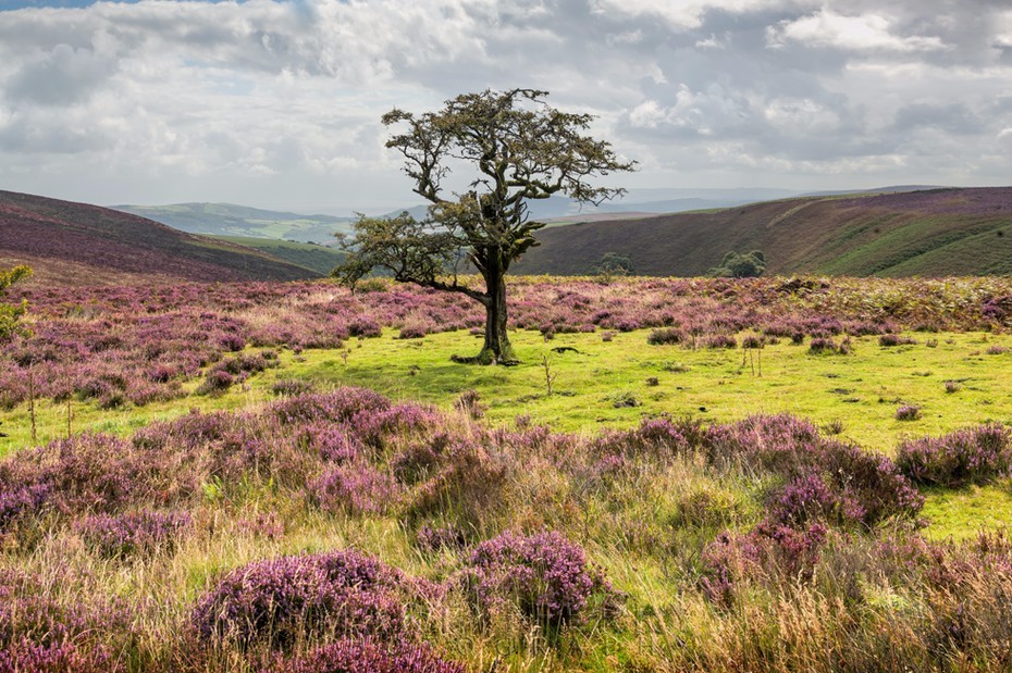 Single tree surrounded by heather in Exmoor National Park