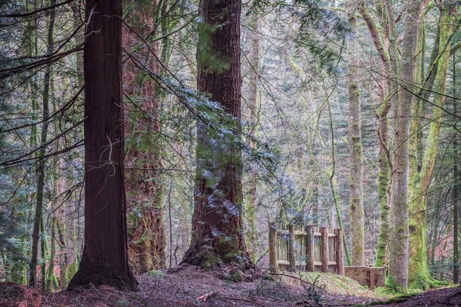 Tall trees in the New Forest National Park