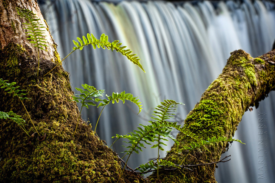 Detail shot of ferns on a moss covered tree at Upper Gushing Falls