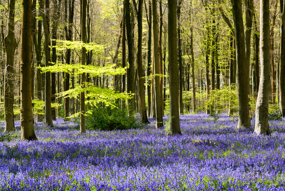 Carpet of bluebells at West Woods