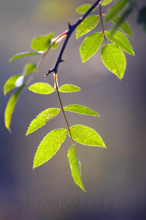 Bright green leaves are backlit with warm sunshine