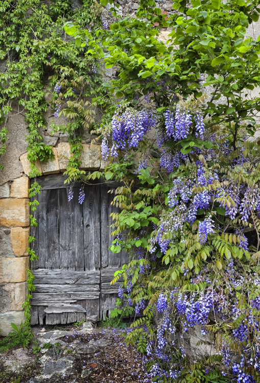 Beautiful wisteria around an ancient wooden door in the Dordogne