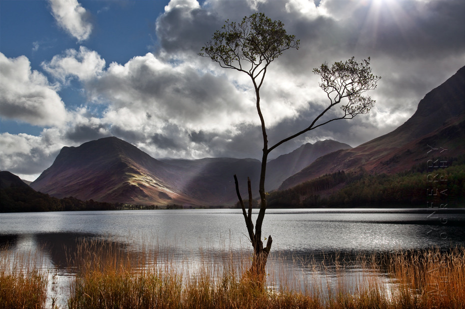 Buttermere tree in the morning light