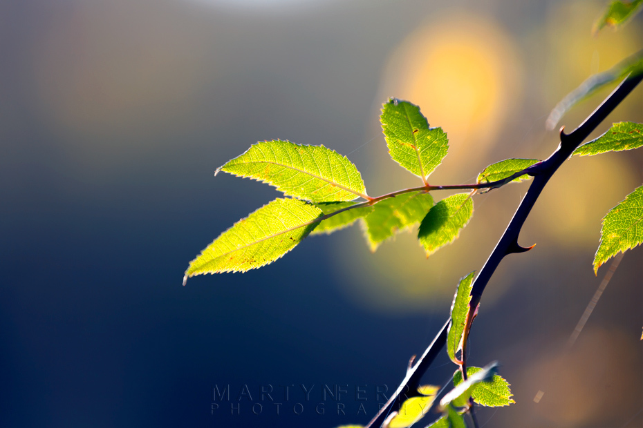 Fresh green leaves backlit by the sun