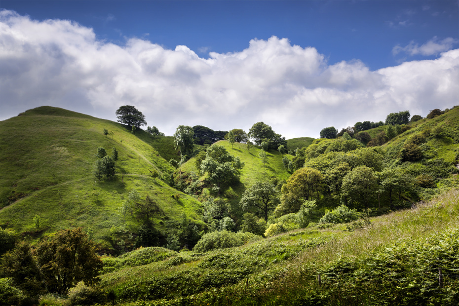 Beautiful trees on a hill at Mam Tor