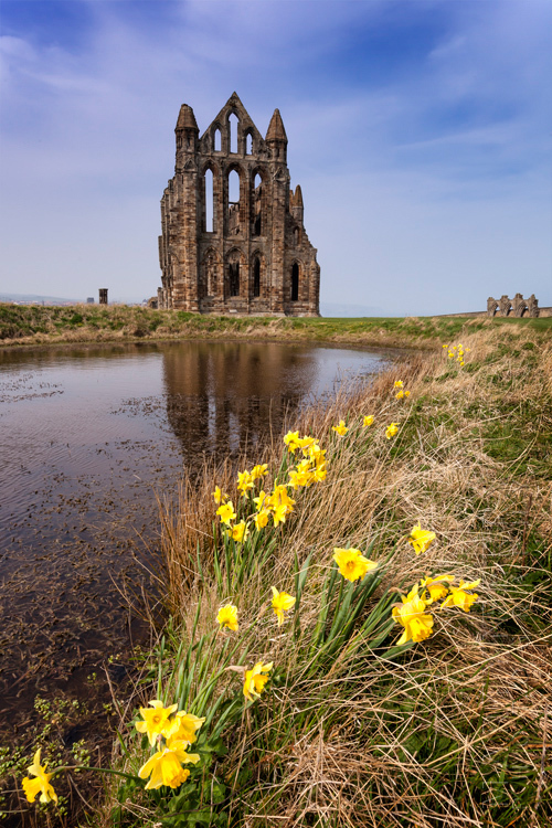 Vibrant daffodils in front of Whitby Abbey on a sunny day