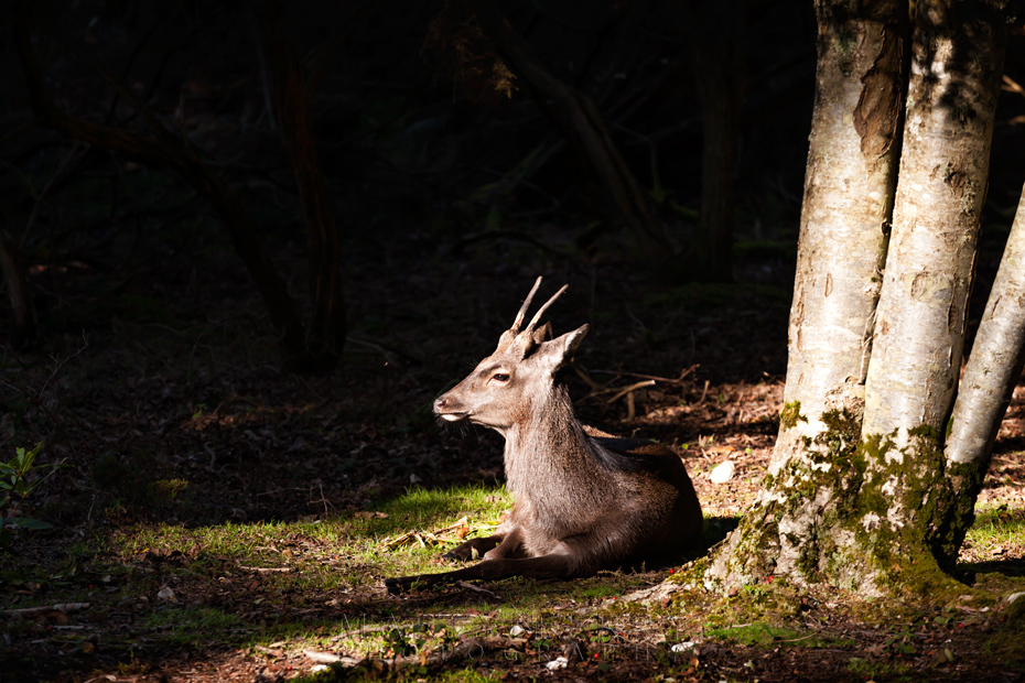 Roe deer basks in the afternoon sunlight