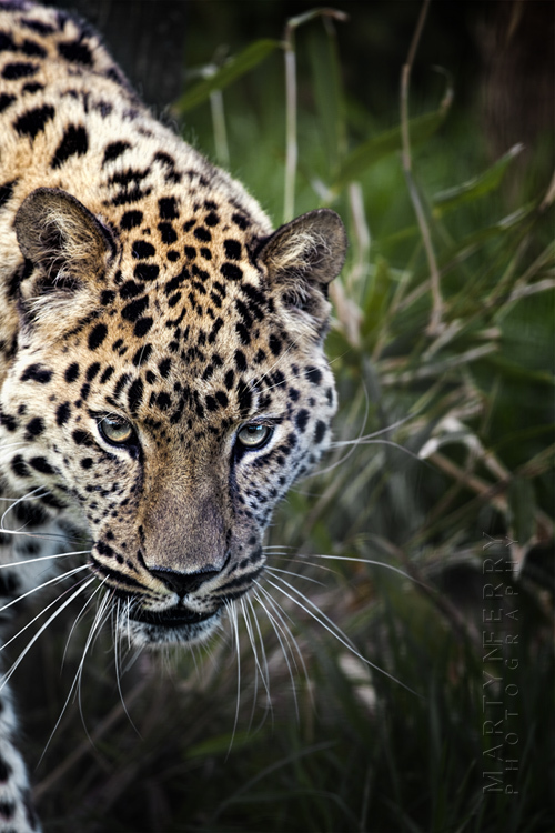 Beautiful patterned leopard looks towards the camera