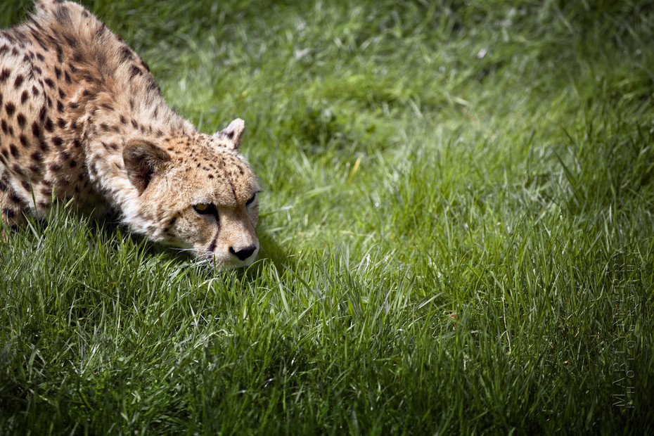 Cheetah stalks something in the grass