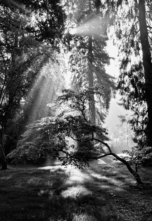 Black and white image of sunbeams through trees