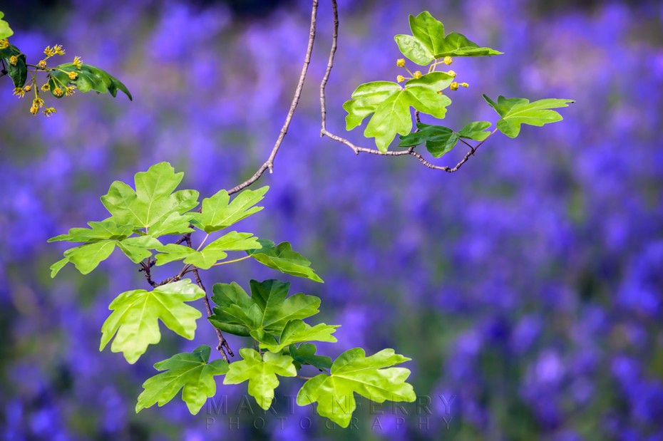 Spring oak leaves and bluebells at Brampton Wood