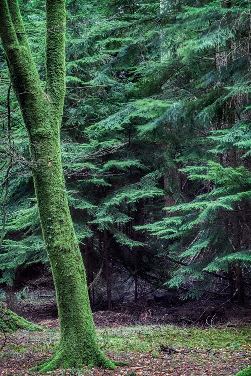 Moss covered tree in front of fir tree foliage in the New Forest