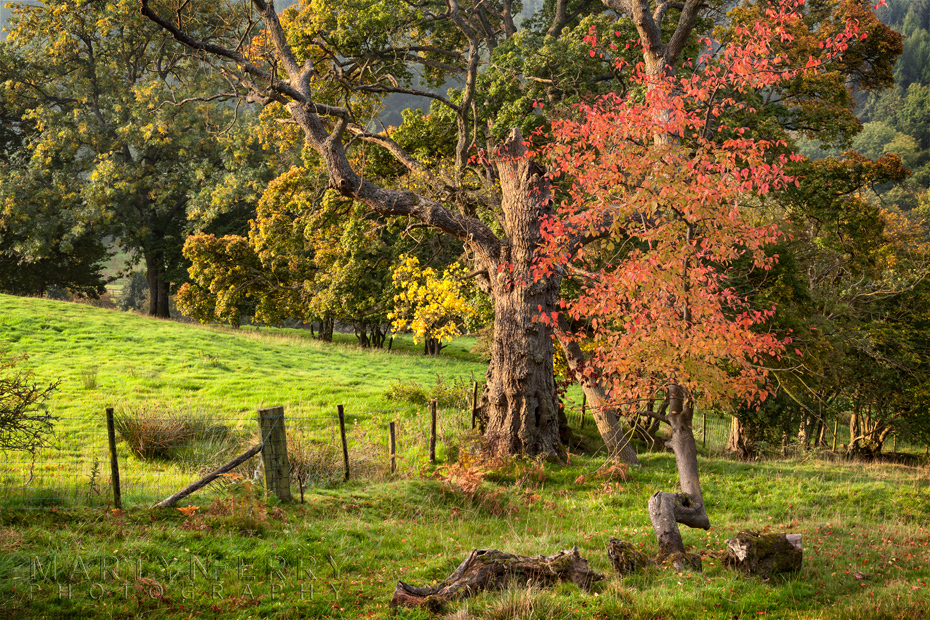 Stunning autumn colour on the Yorkshire Moors