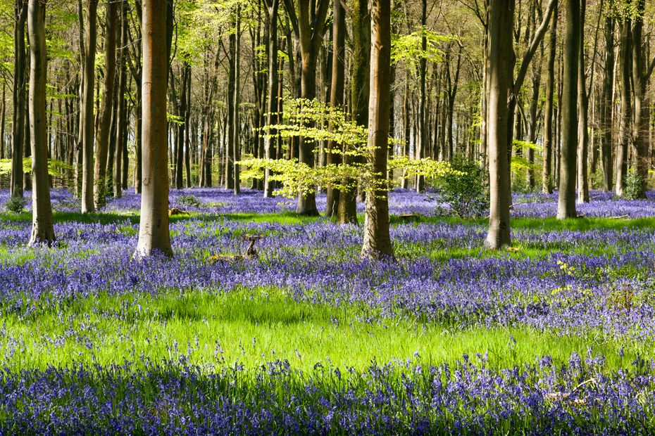 Spring bluebells at West Woods