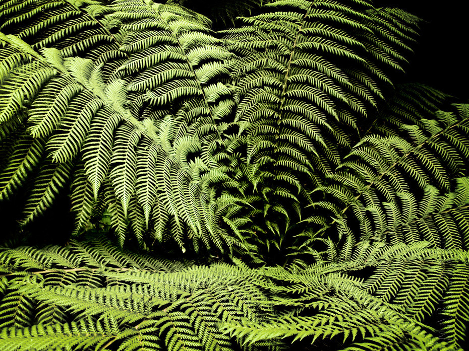 Beautiful radial display of fern fronds