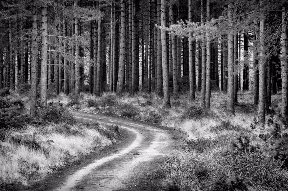 Atmospheric pine woodland path in the Dorset countryside