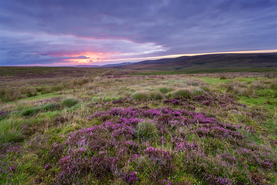 Sunrise lights up the Exmoor moorland and heather