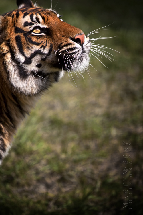 Beautiful Sumatran tiger looking to the sky